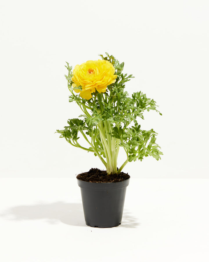 Ranunculus Italian Yellow