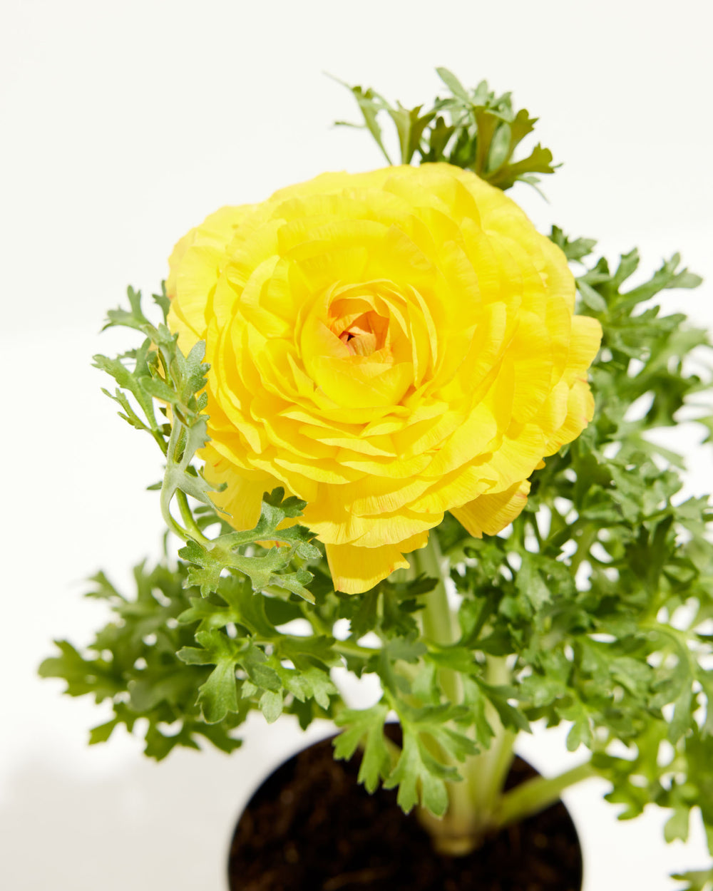 Ranunculus Italian Yellow