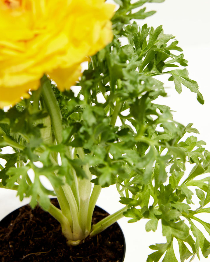 Ranunculus Italian Yellow