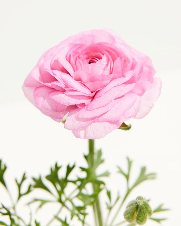Ranunculus Garden Collection