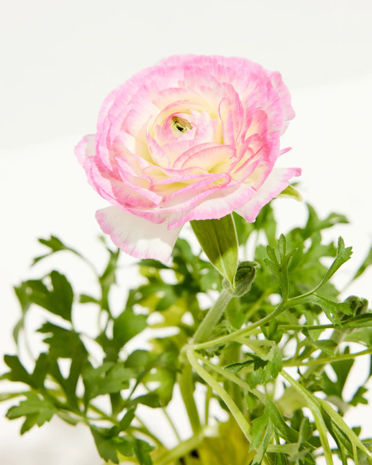 Ranunculus Garden Collection
