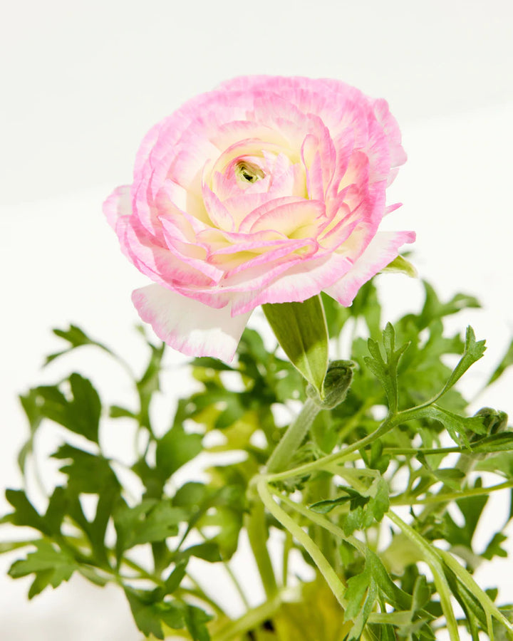Ranunculus Garden Collection