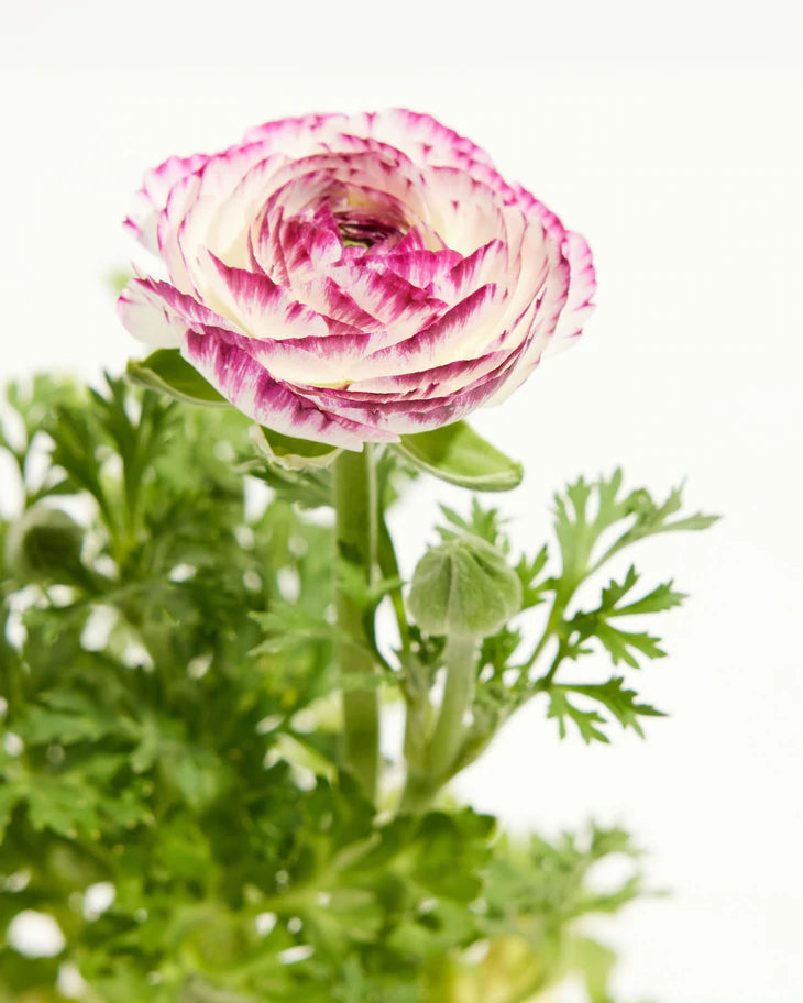 Ranunculus Garden Collection