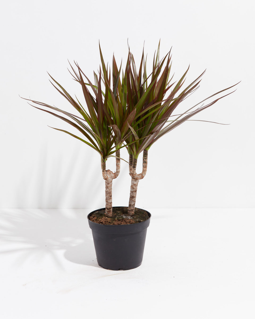 Magenta Cane Dragon Tree (Dracaena), Lively Root, Plant, Size, Medium, , 