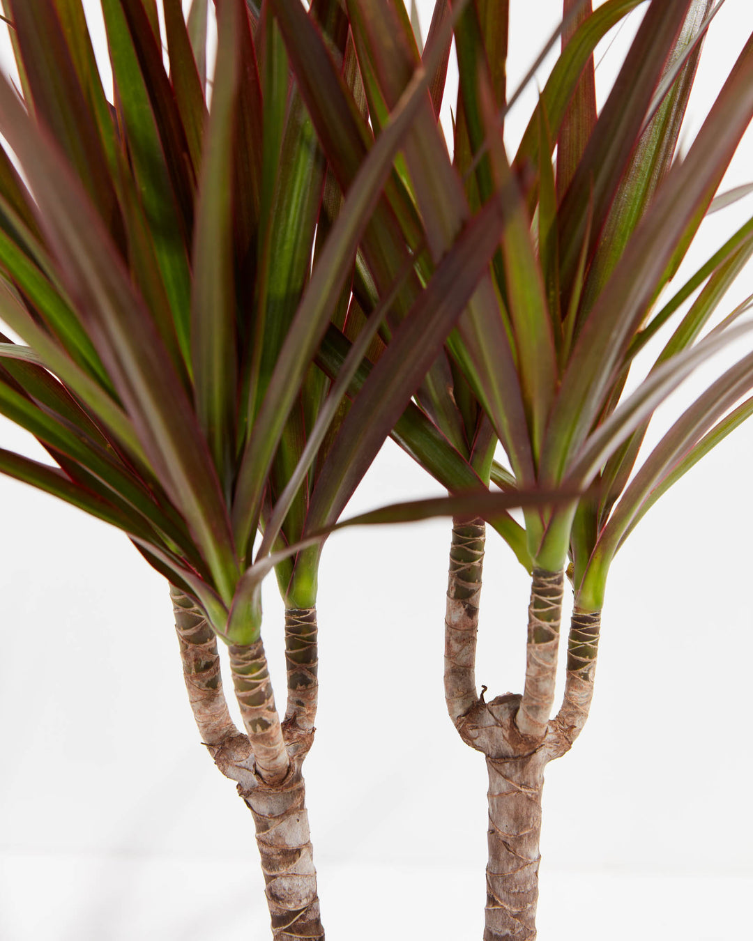 Magenta Cane Dragon Tree (Dracaena), Lively Root, Plant, , , , 