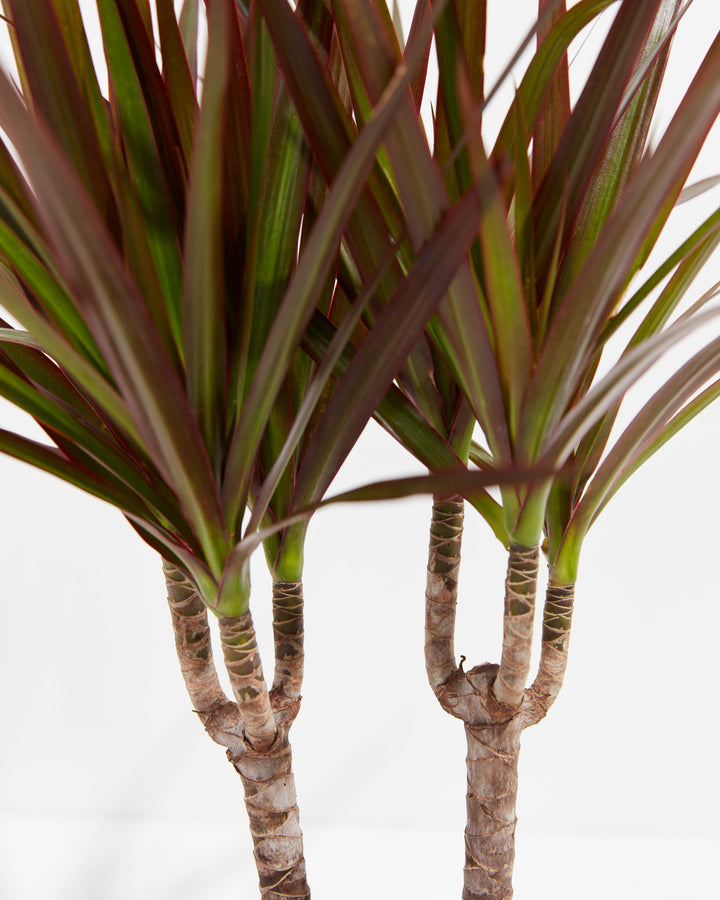 Magenta Cane Dragon Tree (Dracaena), Lively Root, Plant, , , , 