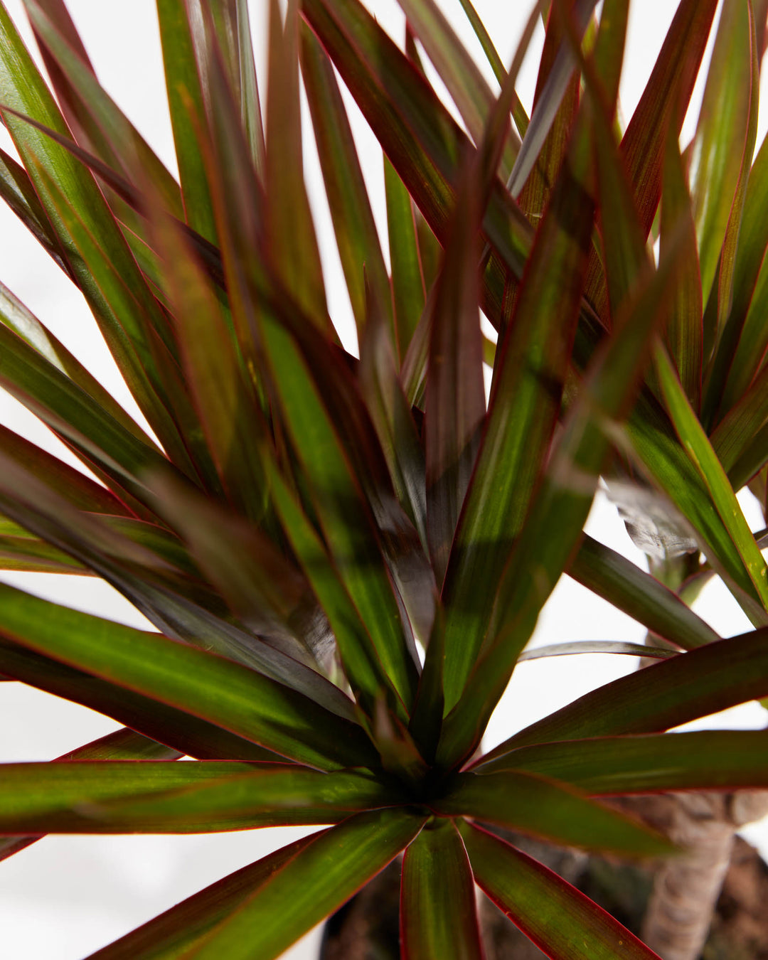 Magenta Cane Dragon Tree (Dracaena), Lively Root, Plant, , , , 