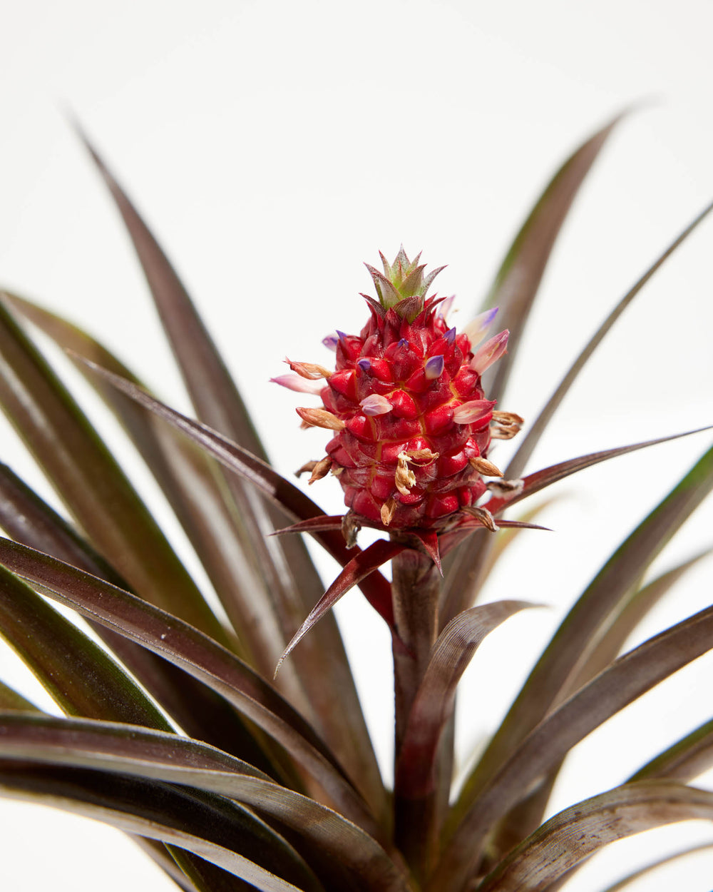 Red Pineapple Plant with Fruit