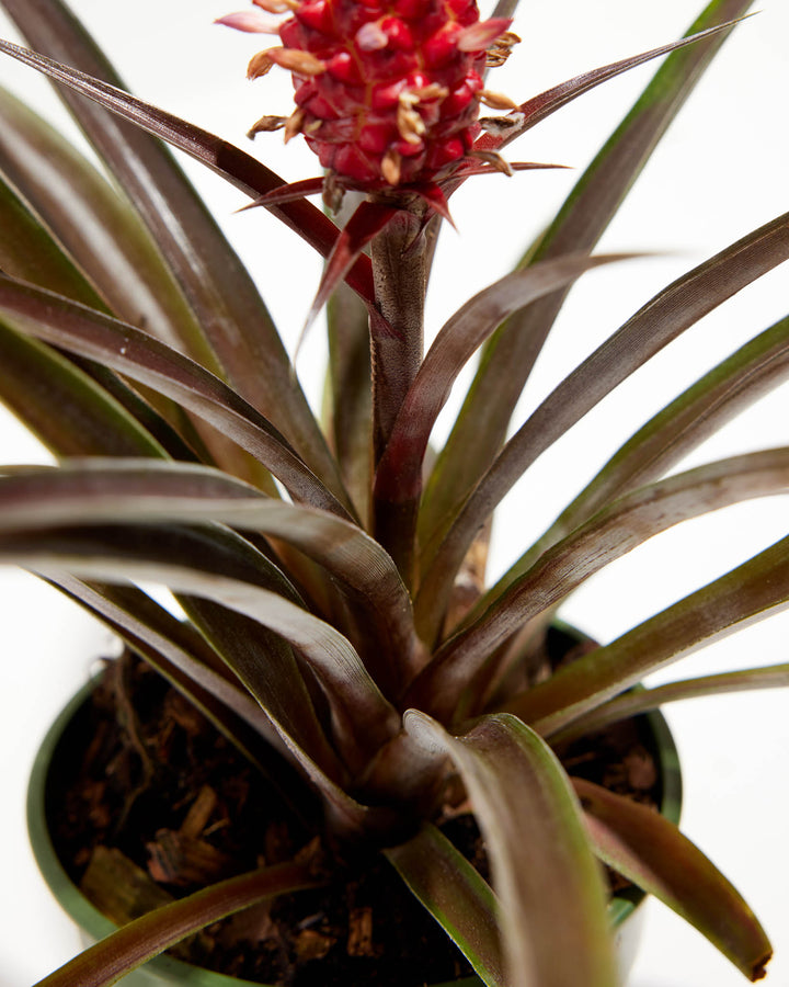 Red Pineapple Plant with Fruit
