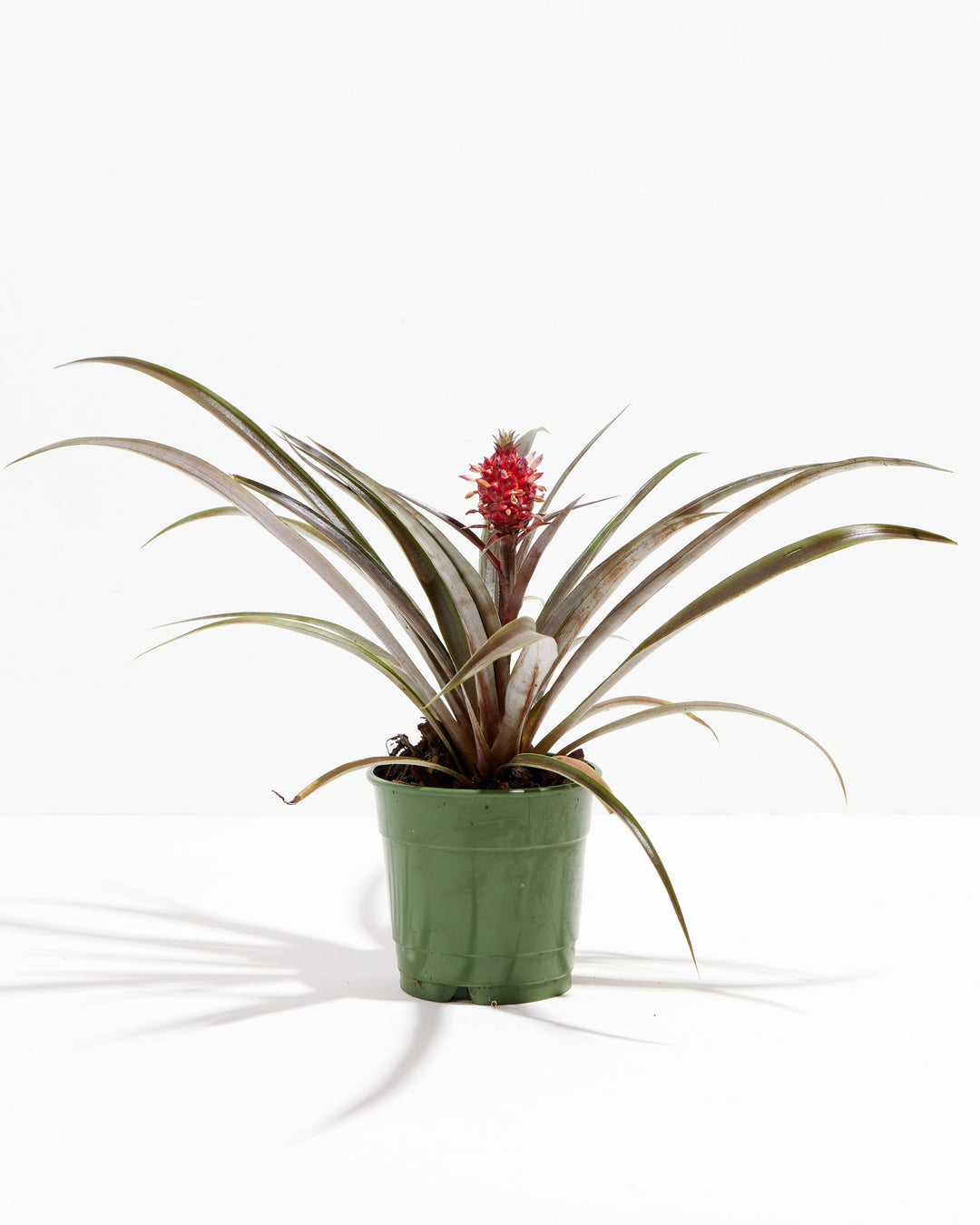 Red Pineapple Plant with Fruit