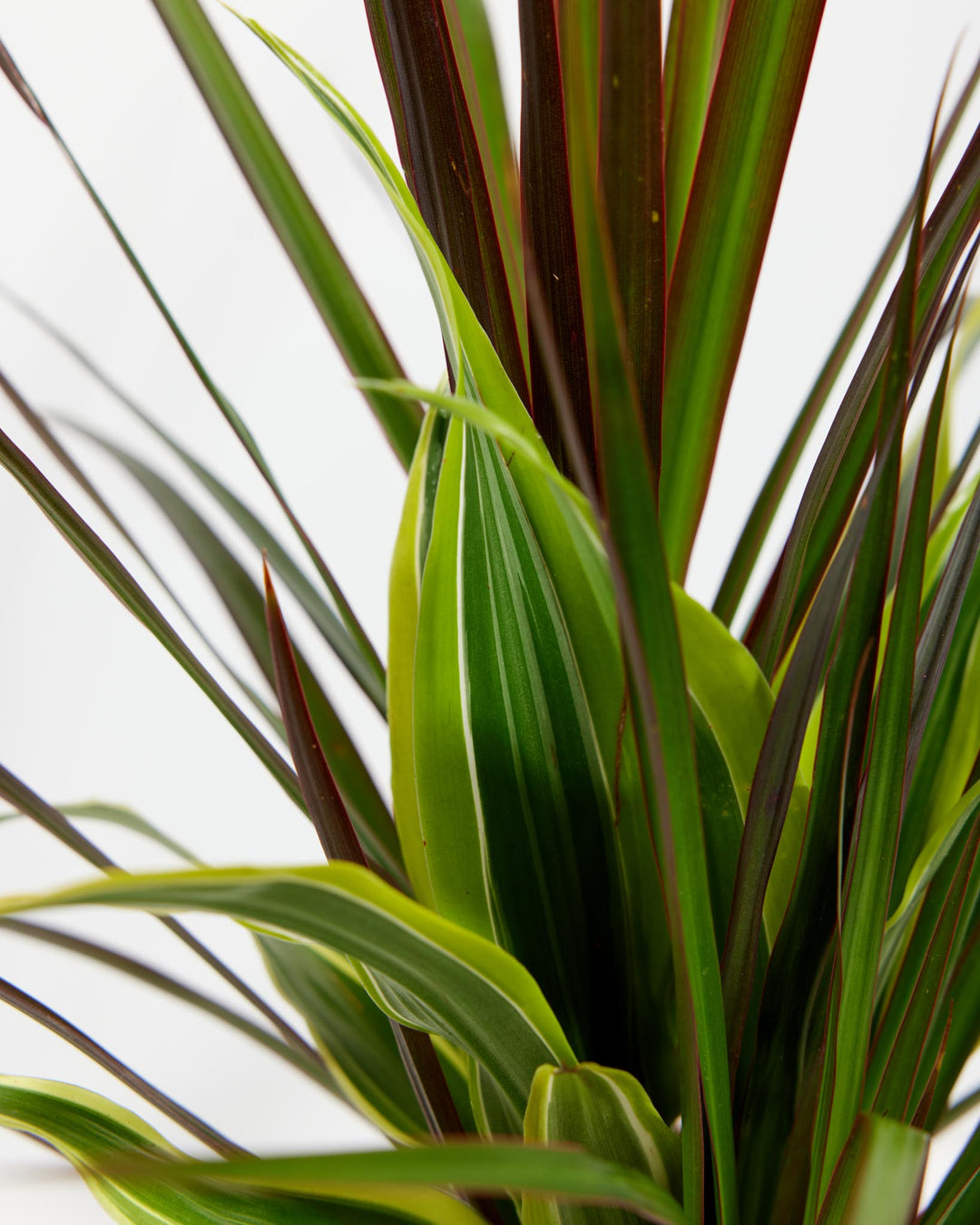 Red Leaf Dragon Plant Collection (Dracaena)