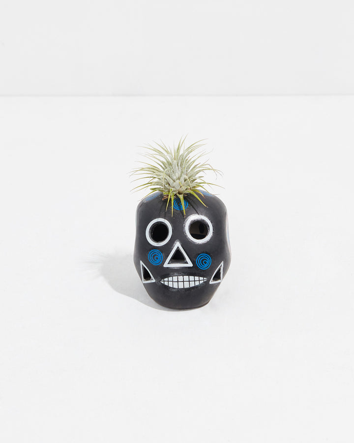 Black Sugar Skull Air Plant, Lively Root, Plant, , , , 
