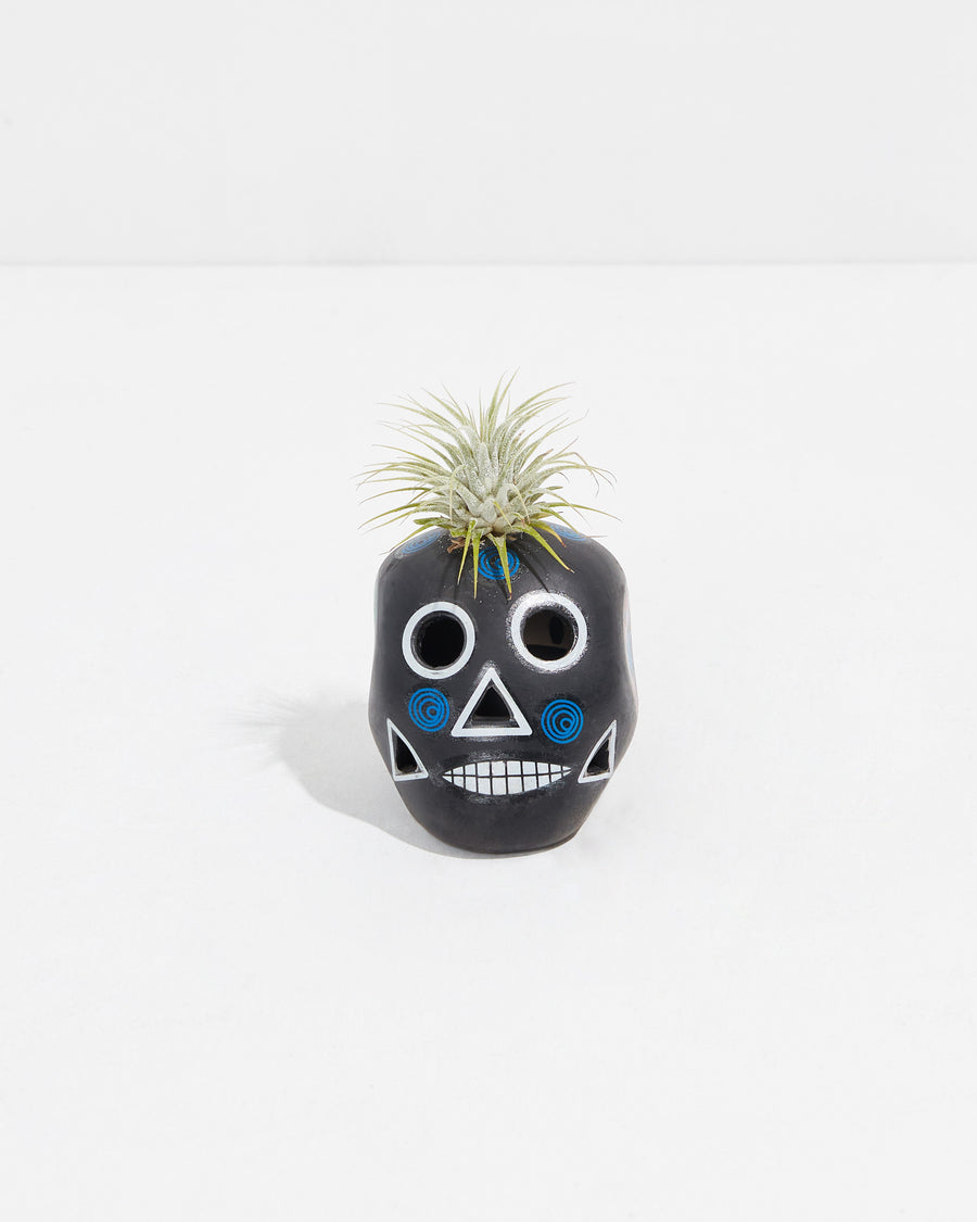 Black Sugar Skull Air Plant, Lively Root, Plant, , , , 