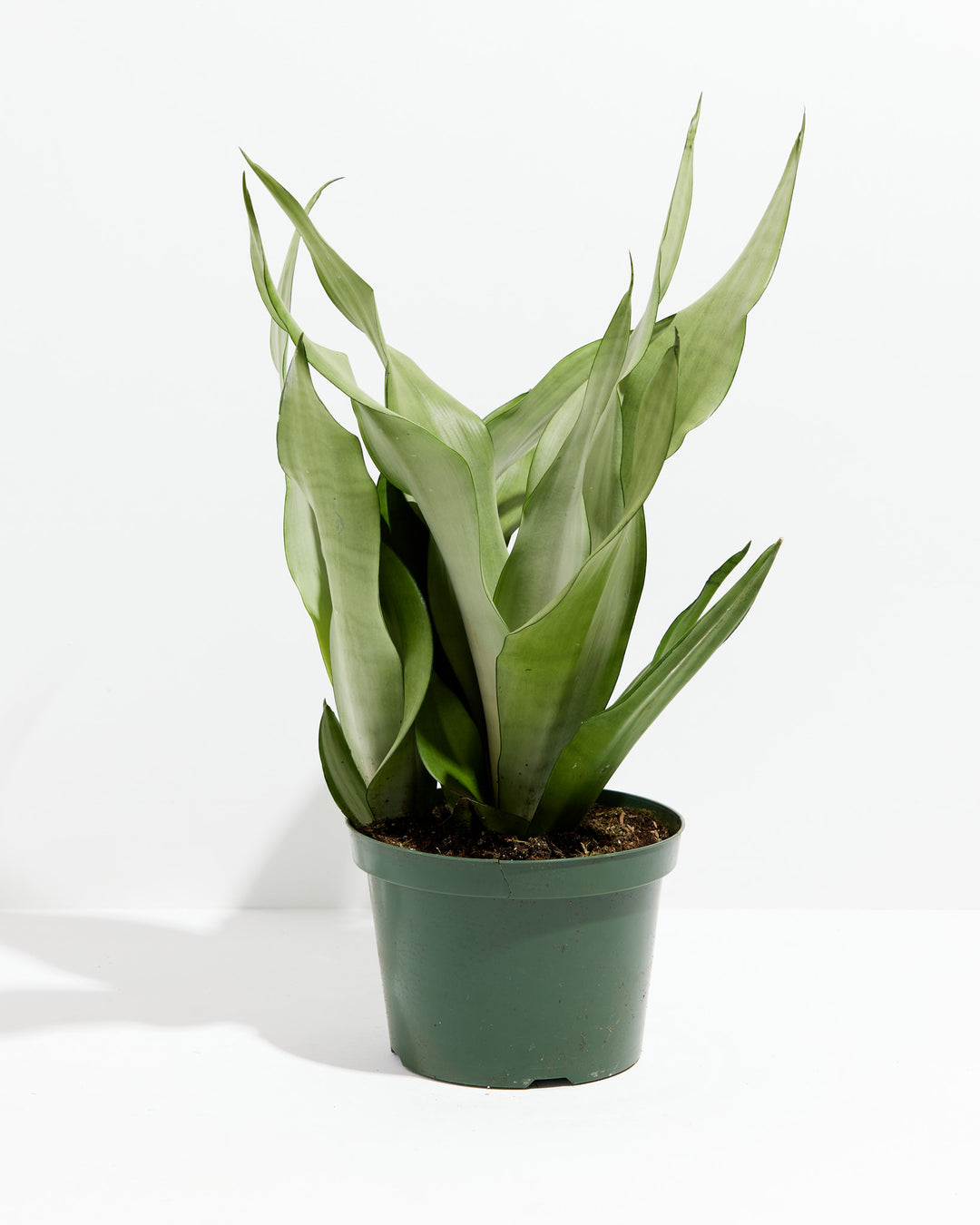 Large 8-inch Sansevieria Moonshine Snake Plant with multiple tall silvery-green leaves in dark green grower pot on white background