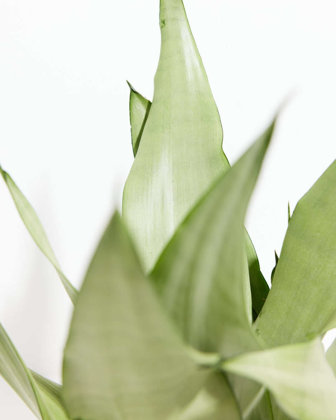 Close-up detail of Sansevieria Moonshine Snake Plant pointed silvery pale-green leaf tips and smooth waxy surface