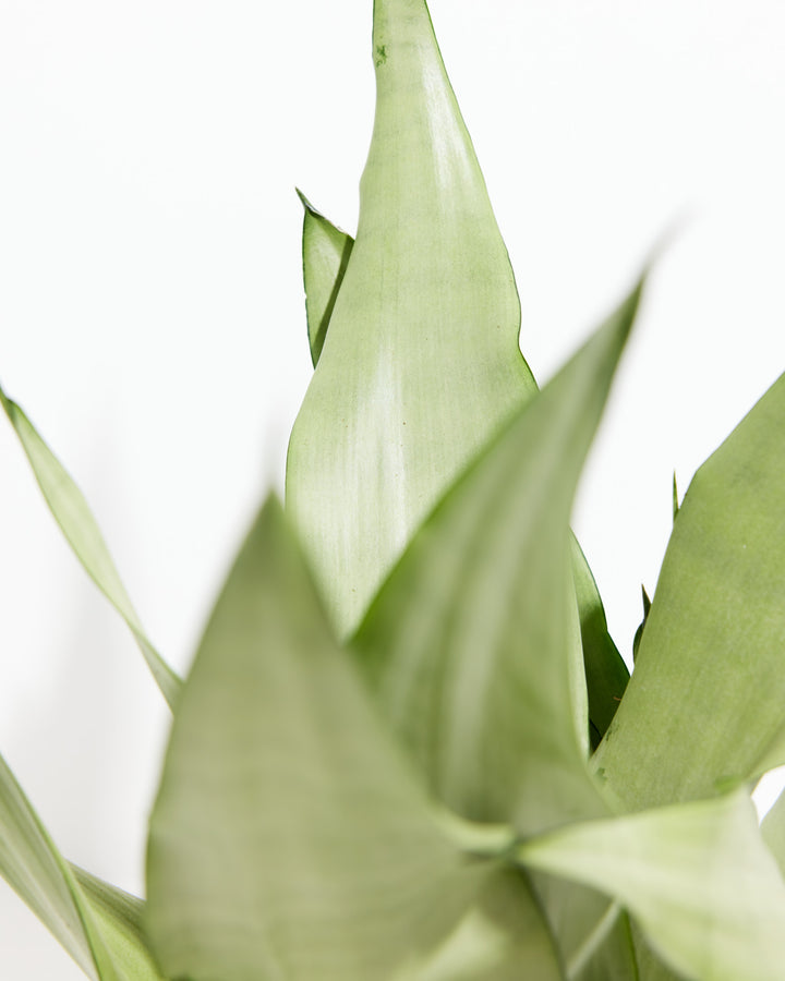 Close-up detail of Sansevieria Moonshine Snake Plant pointed silvery pale-green leaf tips and smooth waxy surface