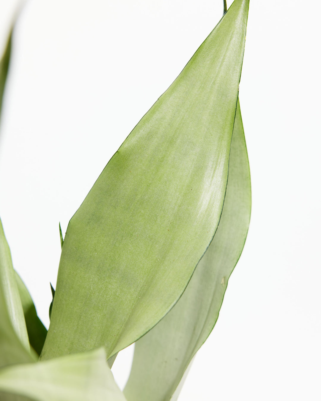Macro close-up of a single Sansevieria Moonshine Snake Plant broad leaf showing pale silvery-green color and smooth waxy midrib