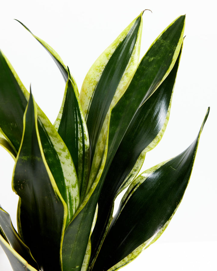 Black Gold Snake Plant