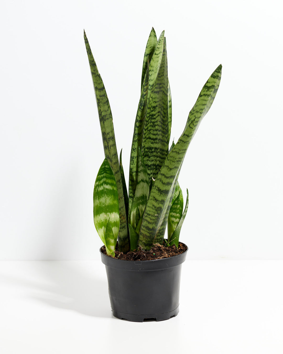 Black Coral Snake Plant