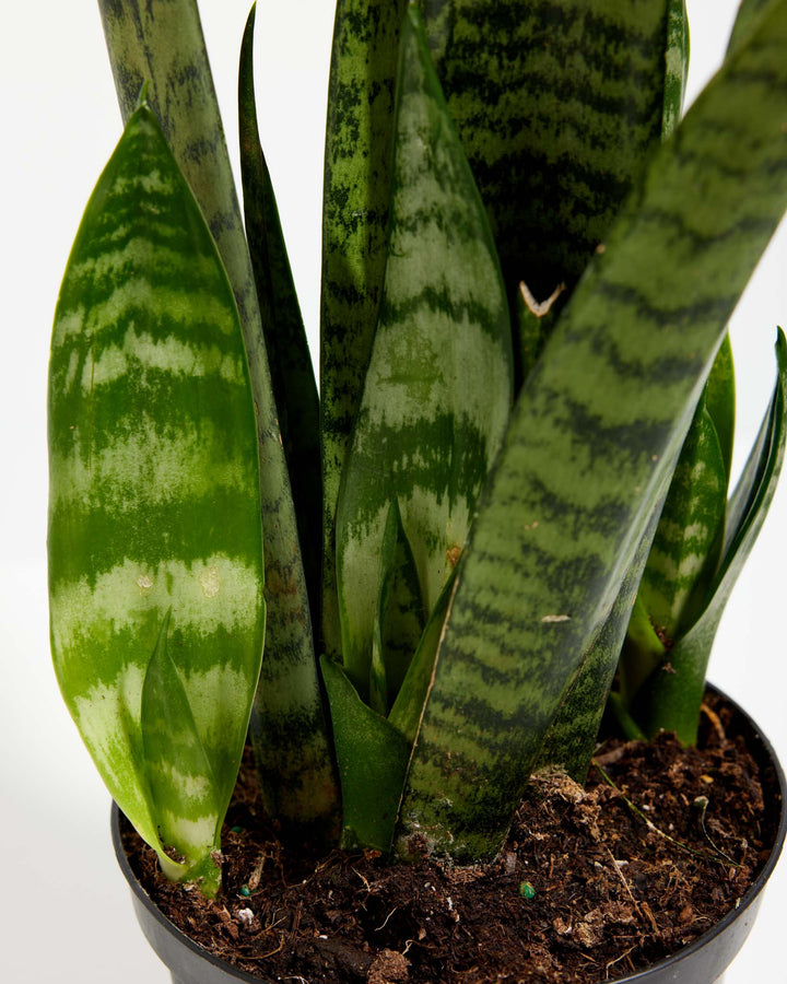 Black Coral Snake Plant