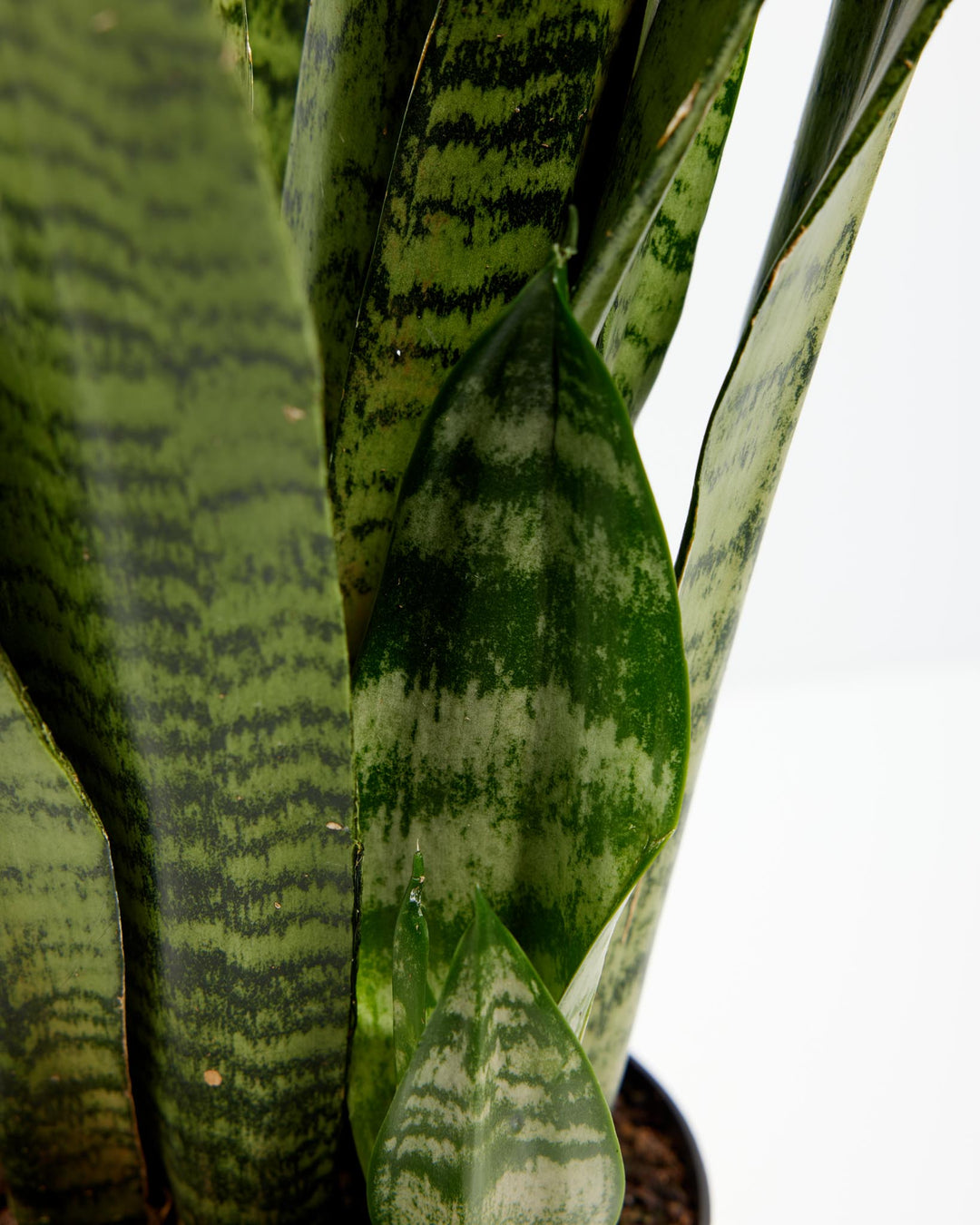 Black Coral Snake Plant