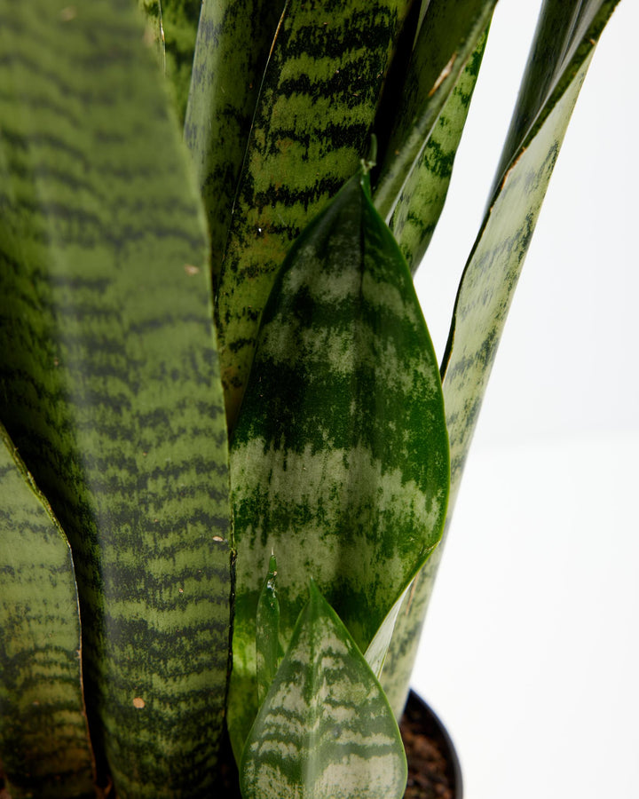 Black Coral Snake Plant