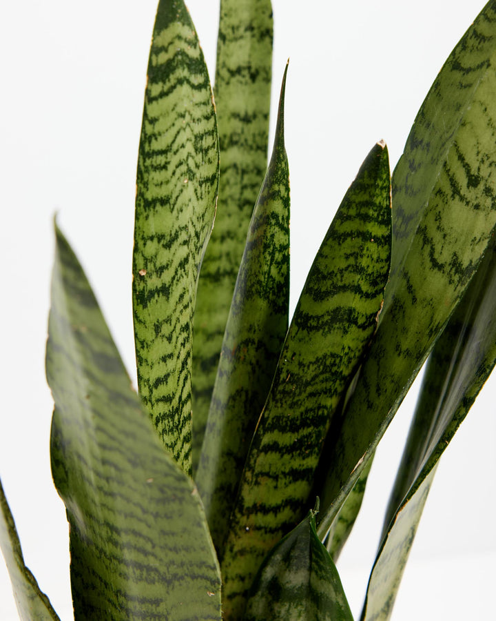 Black Coral Snake Plant