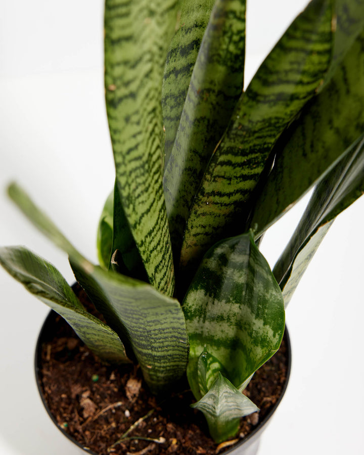 Black Coral Snake Plant
