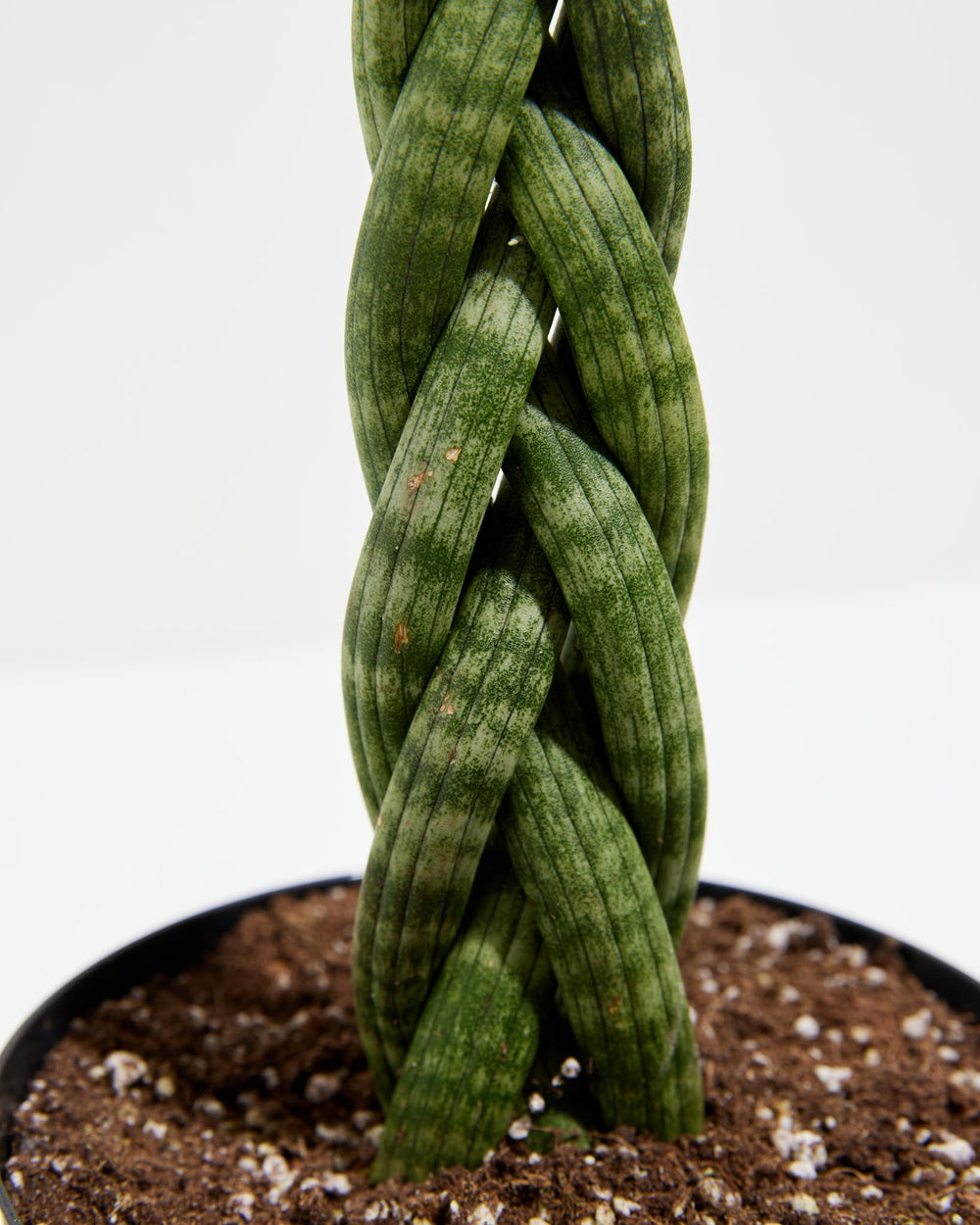 Sansevieria Cylindrica Braid, Lively Root, Plant, , , , 