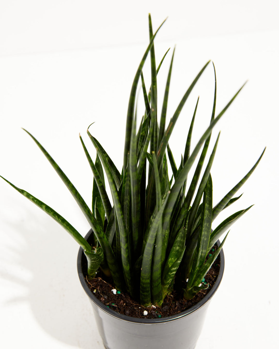Sansevieria Fernwood, Lively Root, Plant, , , , 