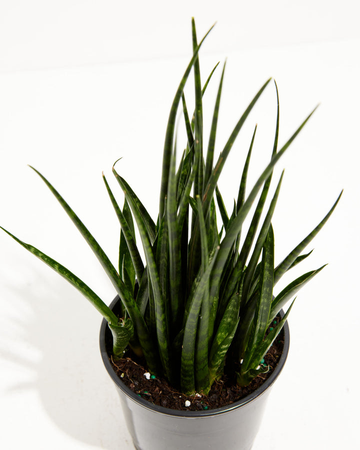 Sansevieria Fernwood, Lively Root, Plant, , , , 