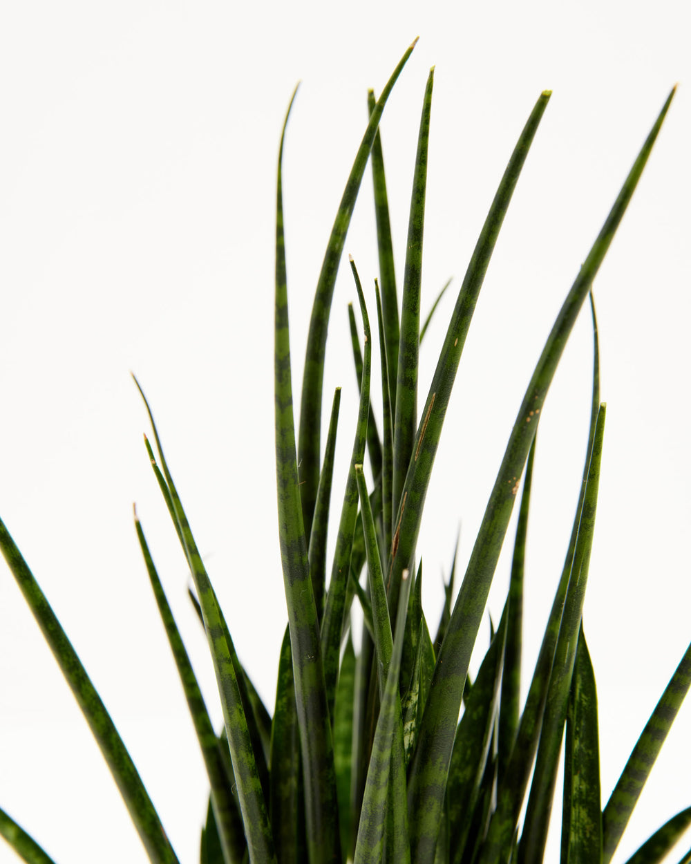 Sansevieria Fernwood, Lively Root, Plant, , , , 
