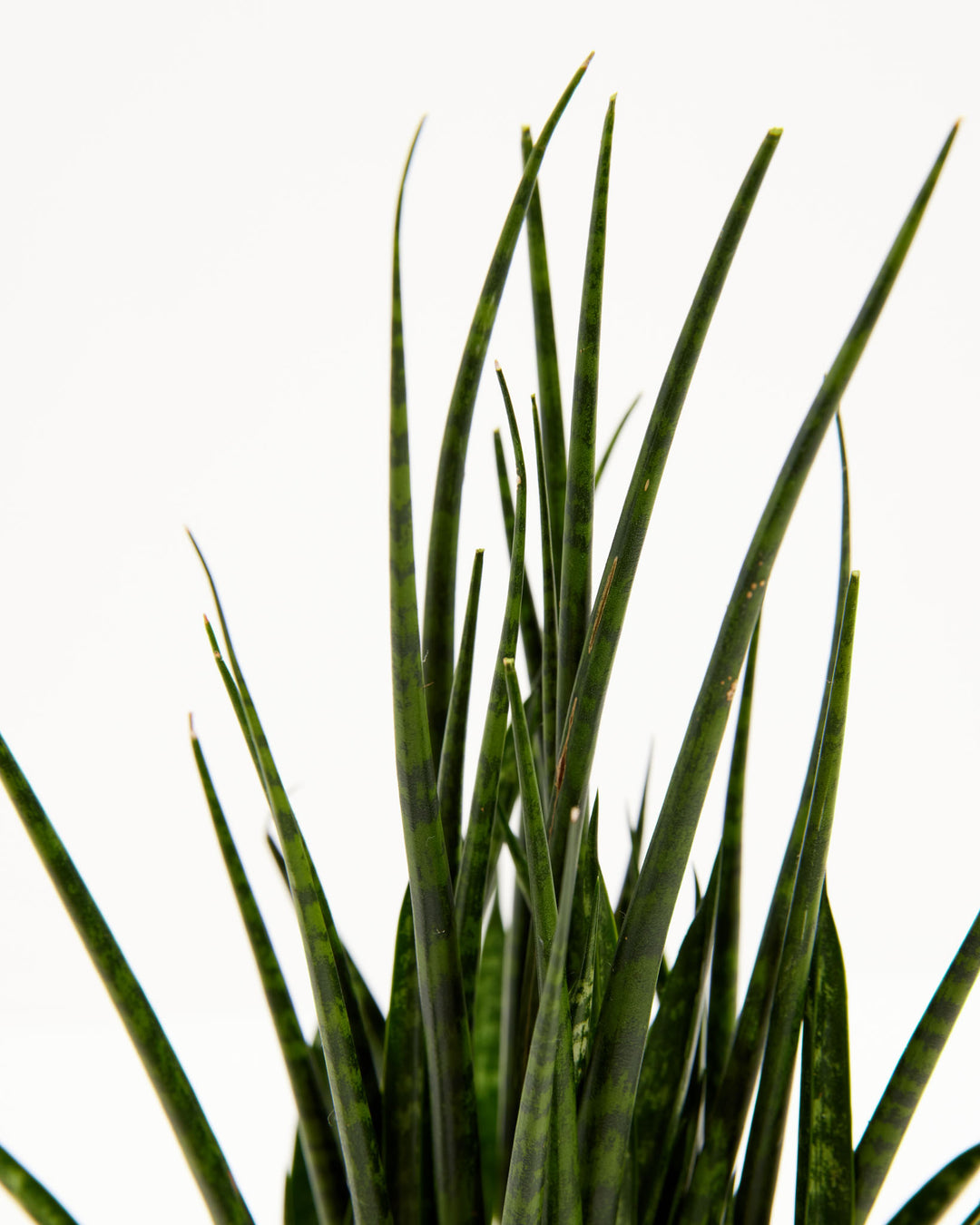 Sansevieria Fernwood, Lively Root, Plant, , , , 