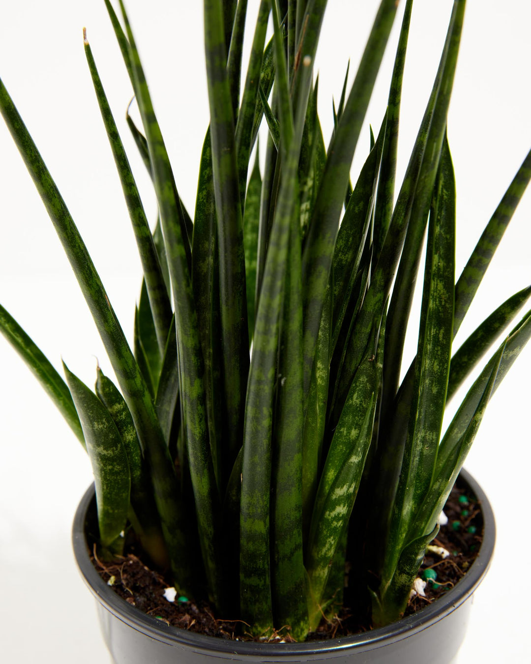 Sansevieria Fernwood, Lively Root, Plant, , , , 
