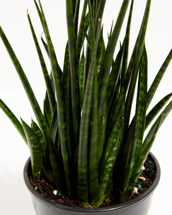Sansevieria Fernwood, Lively Root, Plant, , , , 