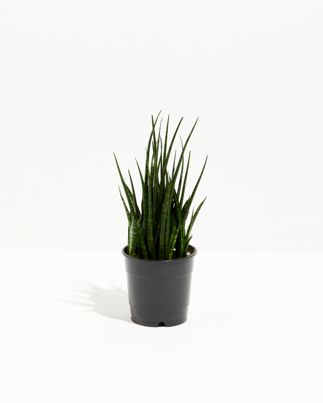 Sansevieria Fernwood, Lively Root, Plant, Size, Small, , 