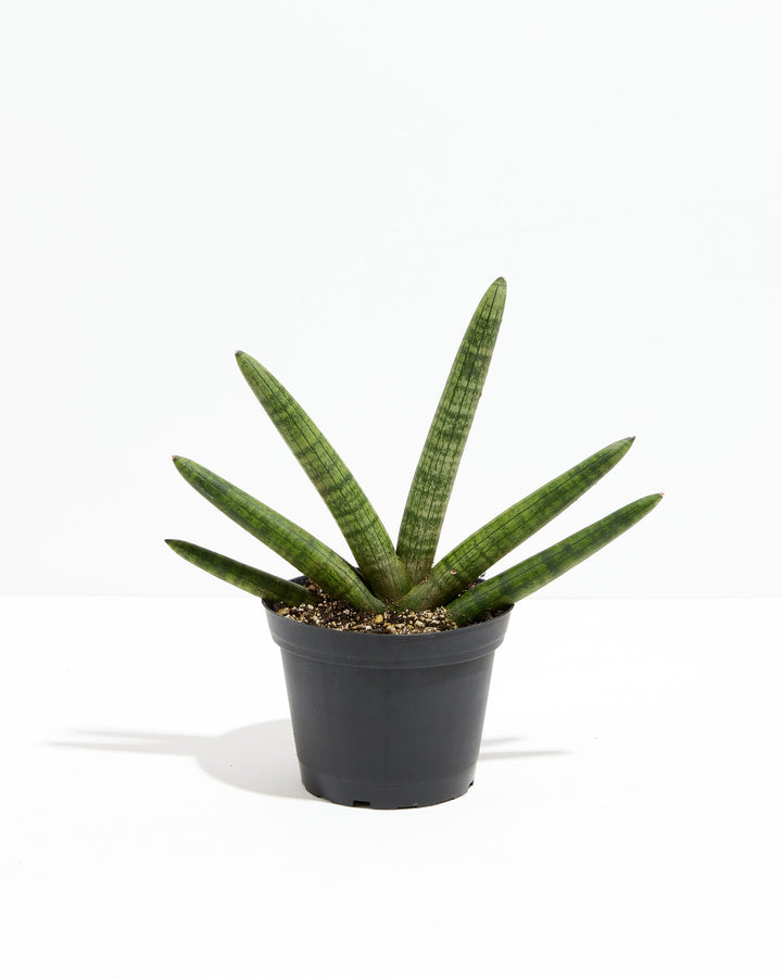 Starfish Sansevieria (Trifasciata), Lively Root, Plant, Size, Medium, , 