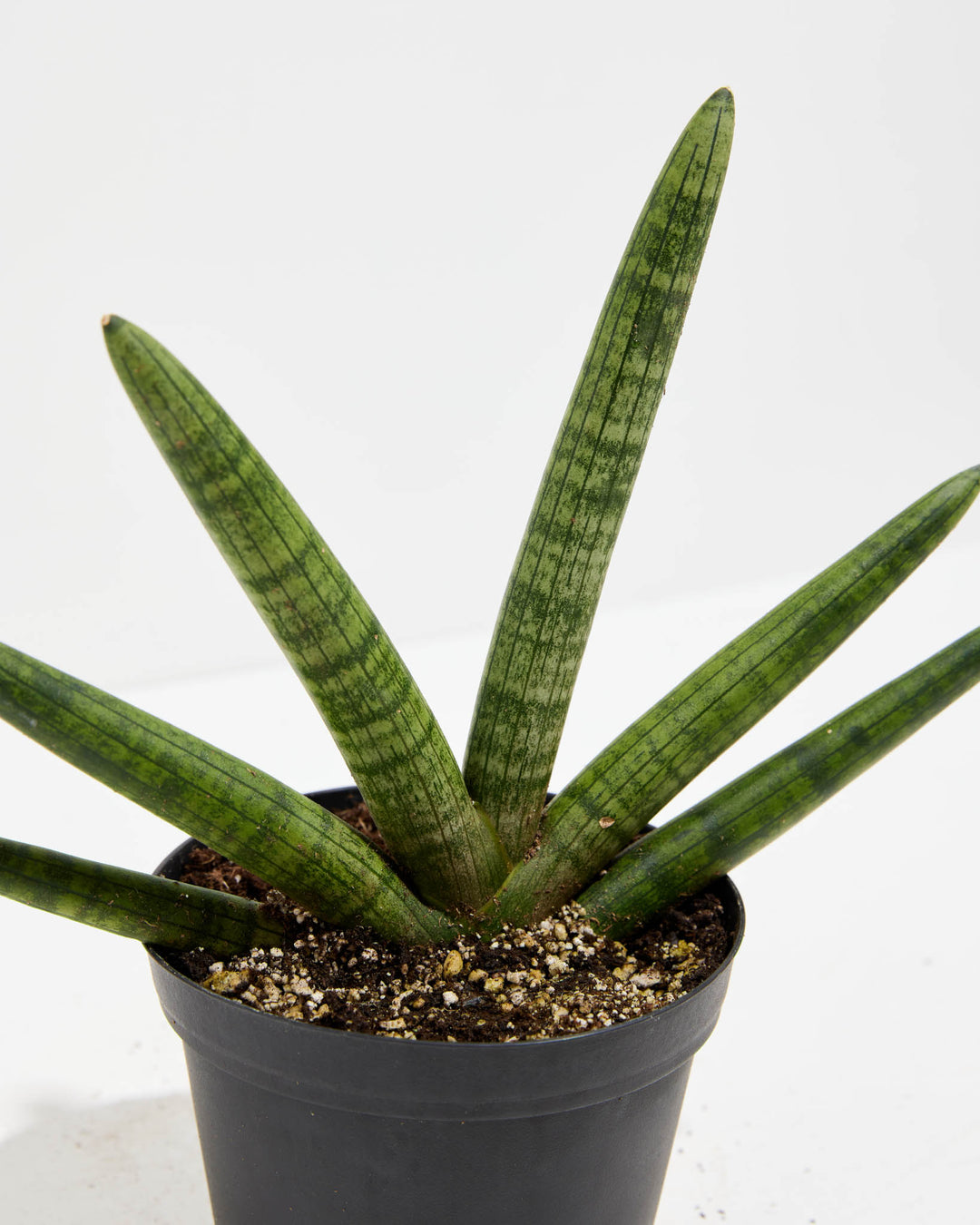 Starfish Sansevieria (Trifasciata), Lively Root, Plant, , , , 