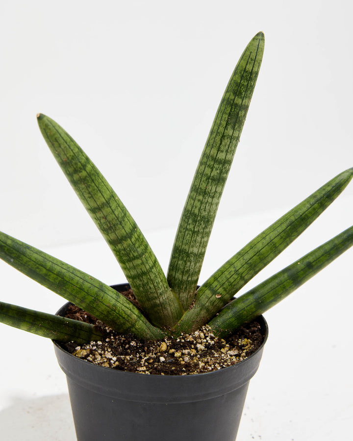 Starfish Sansevieria (Trifasciata), Lively Root, Plant, , , , 