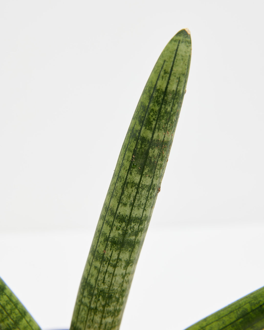 Starfish Sansevieria (Trifasciata), Lively Root, Plant, , , , 