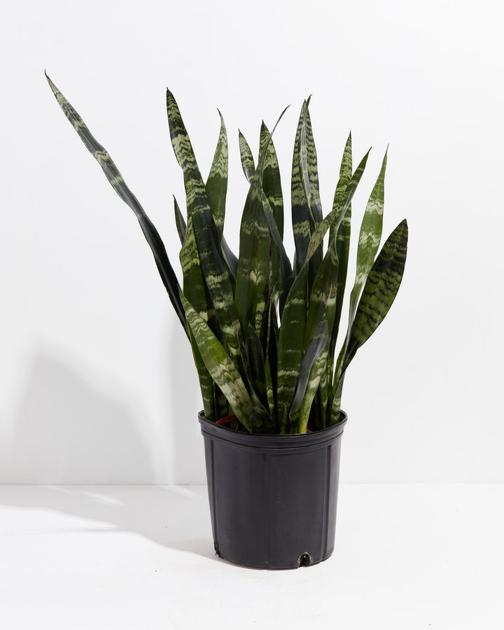 Black Coral Snake Plant, Lively Root, Plant, Size, Extra Large, , 