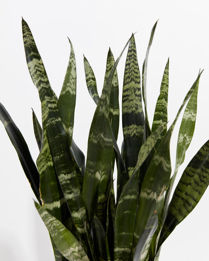 Black Coral Snake Plant, Lively Root, Plant, , , , 