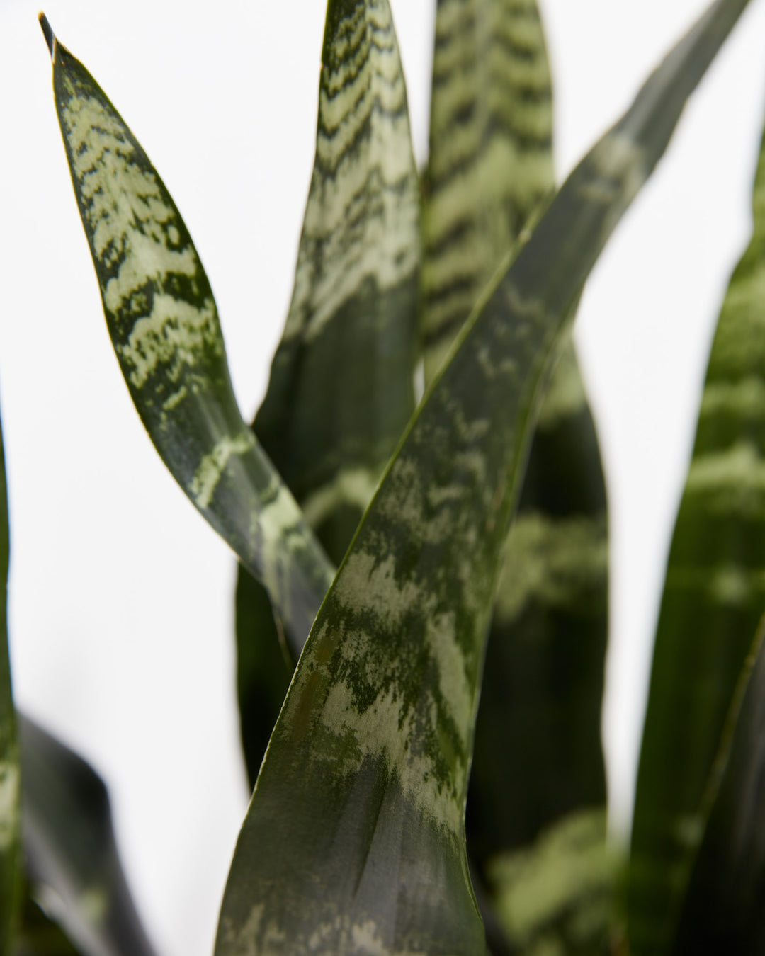 Black Coral Snake Plant, Lively Root, Plant, , , , 