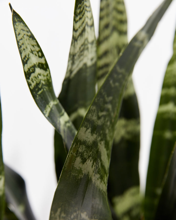 Black Coral Snake Plant, Lively Root, Plant, , , , 