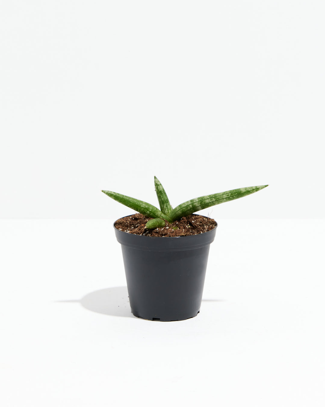 Starfish Sansevieria (Trifasciata), Lively Root, Plant, Size, Small, , 