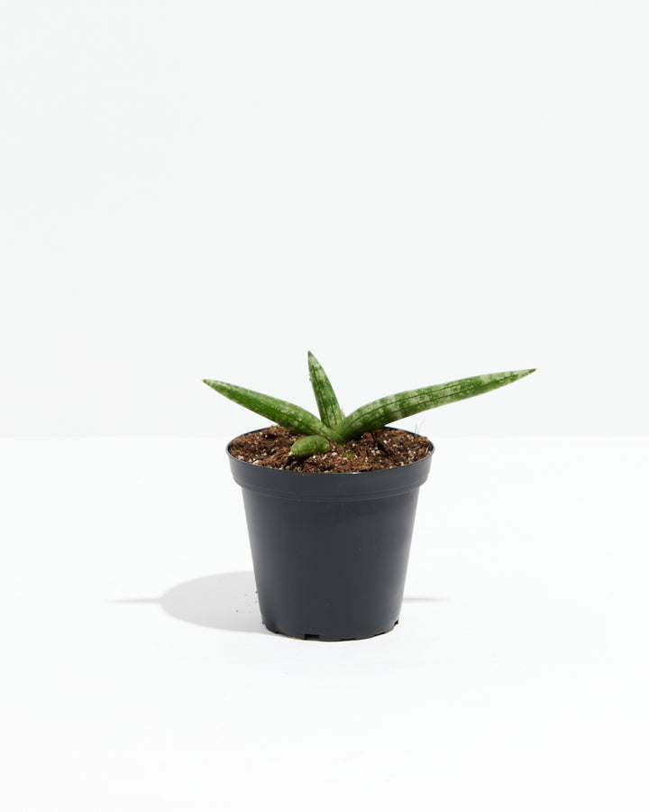 Starfish Sansevieria (Trifasciata), Lively Root, Plant, Size, Small, , 