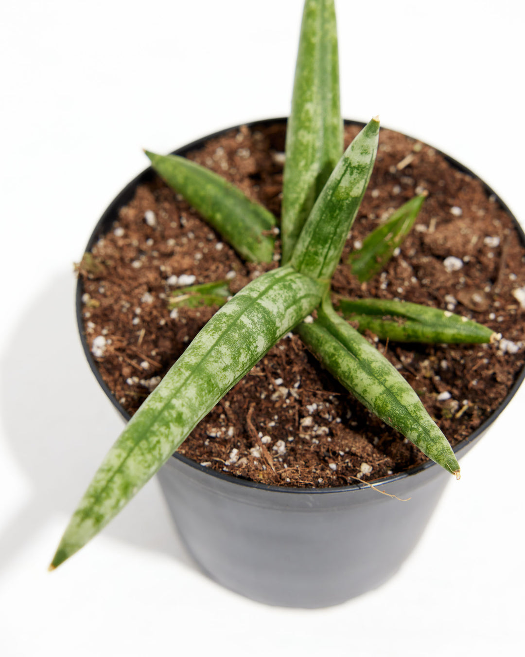 Starfish Sansevieria (Trifasciata), Lively Root, Plant, , , , 