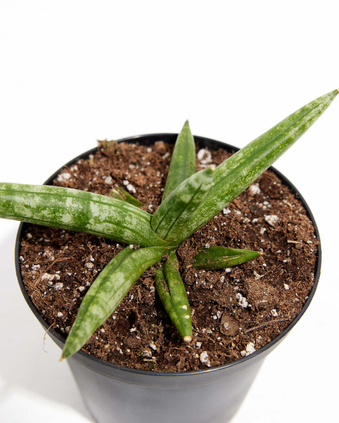 Starfish Sansevieria (Trifasciata), Lively Root, Plant, , , , 