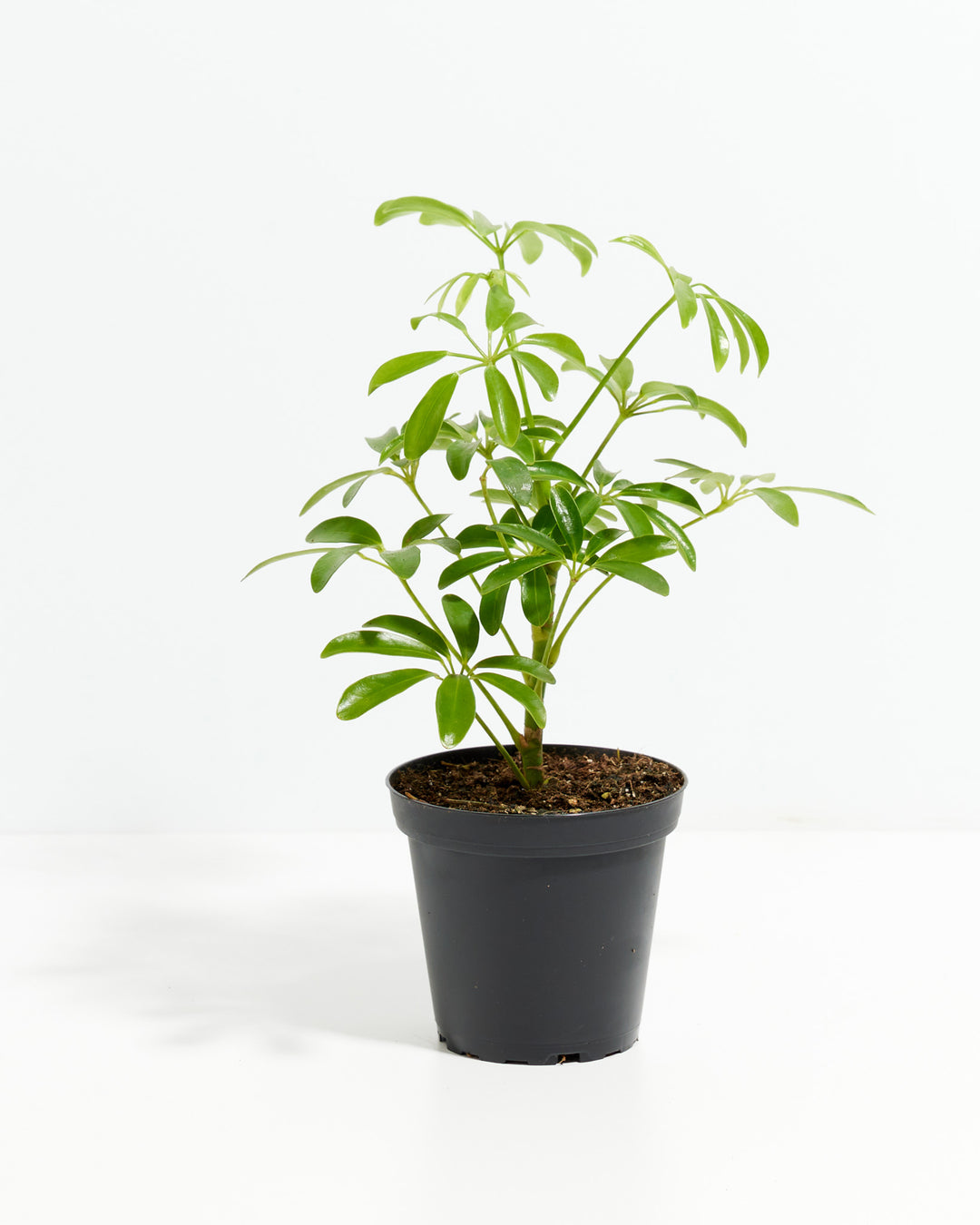 Schefflera Gold Capella umbrella plant in a 4-inch black grower pot with upright branching stems and glossy green palmate leaves against a white background