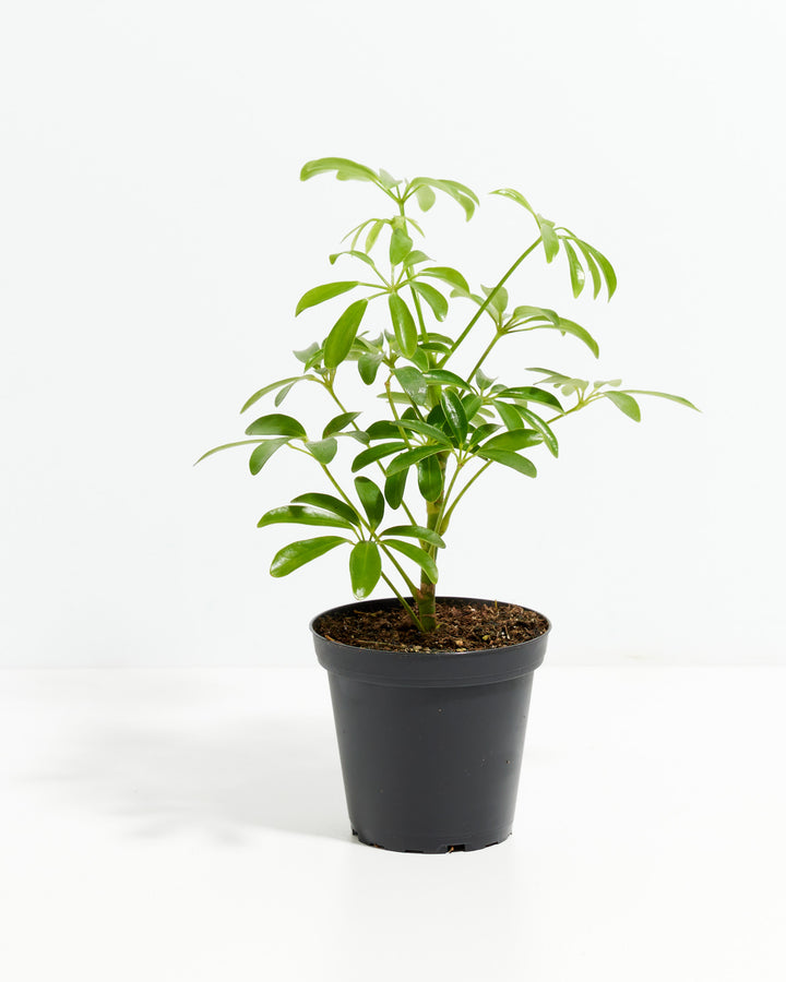 Schefflera Gold Capella umbrella plant in a 4-inch black grower pot with upright branching stems and glossy green palmate leaves against a white background